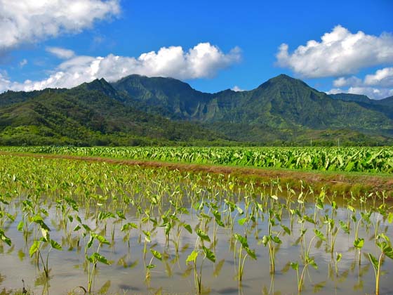 Taro field 
 Along Highway 560 near Princeville